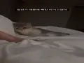 정전기 때문에 화난 아기 고양이.gif 썸네일